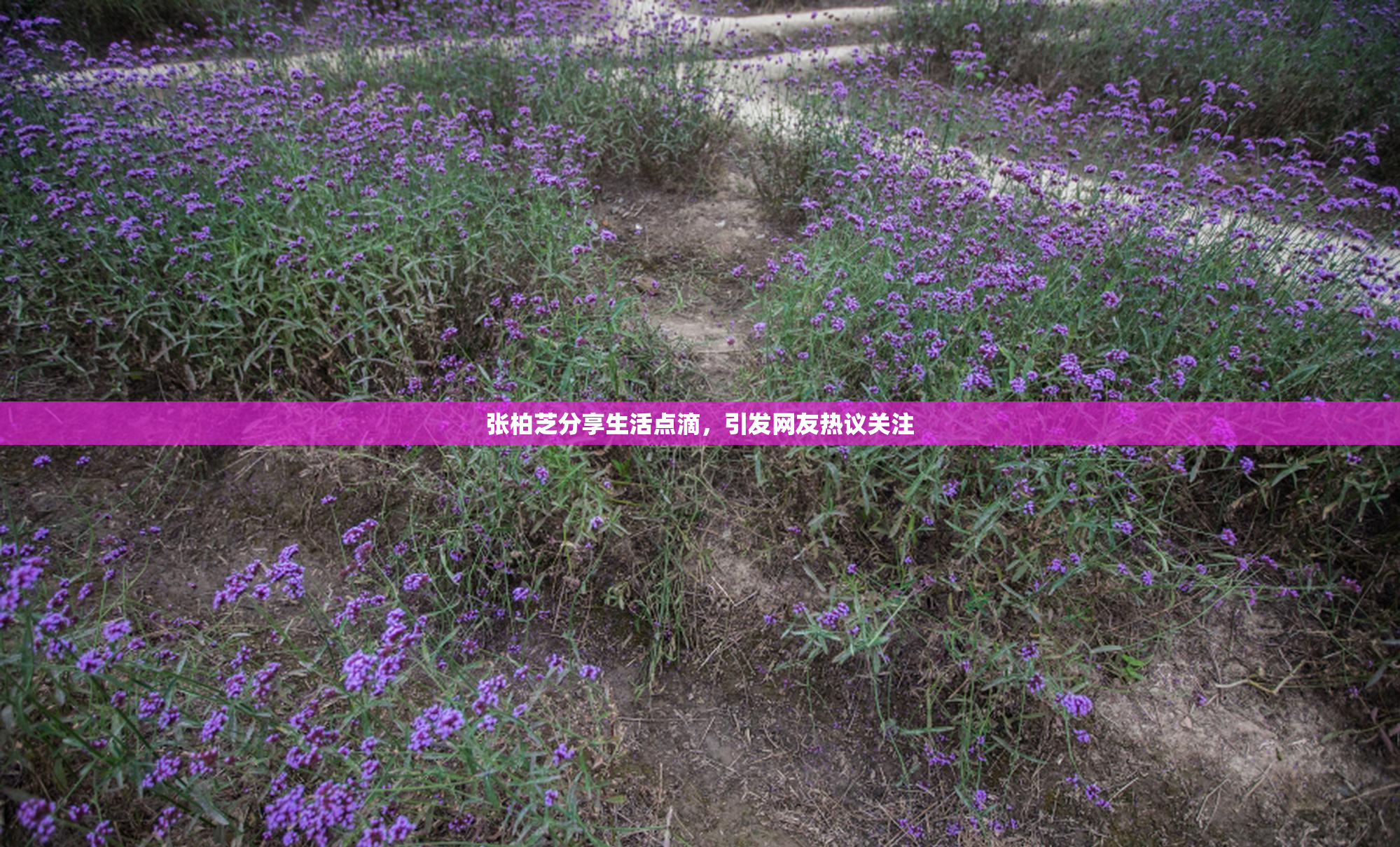 张柏芝分享生活点滴，引发网友热议关注