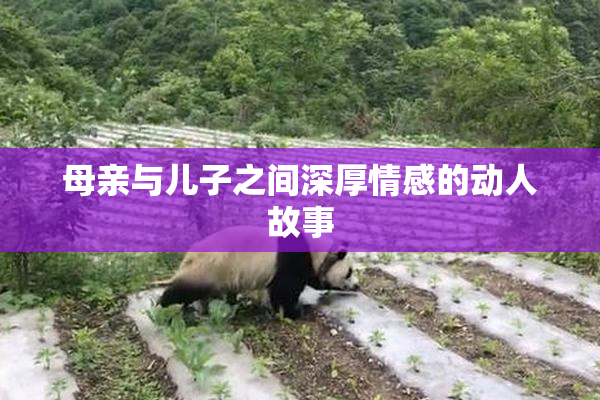 母亲与儿子之间深厚情感的动人故事