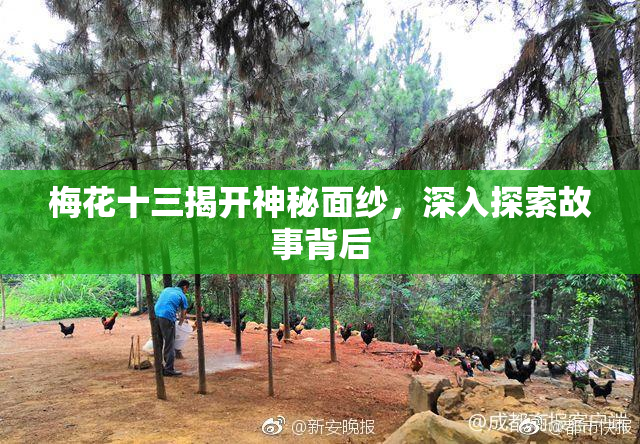 梅花十三揭开神秘面纱，深入探索故事背后