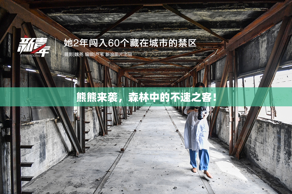 熊熊来袭，森林中的不速之客！