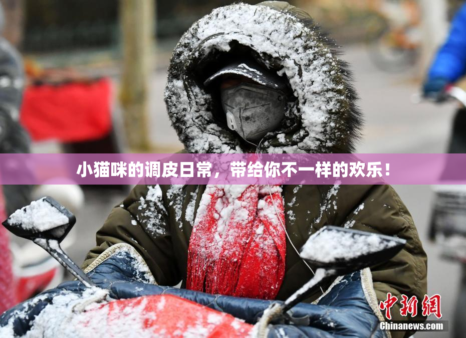 小猫咪的调皮日常，带给你不一样的欢乐！