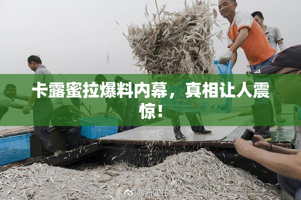 卡露蜜拉爆料内幕，真相让人震惊！