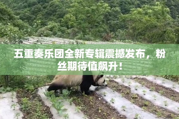 五重奏乐团全新专辑震撼发布，粉丝期待值飙升！