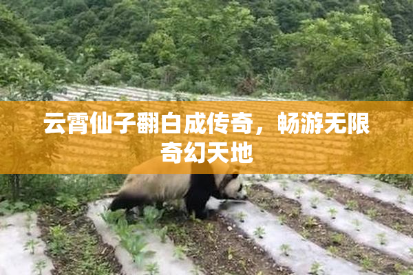 云霄仙子翻白成传奇，畅游无限奇幻天地
