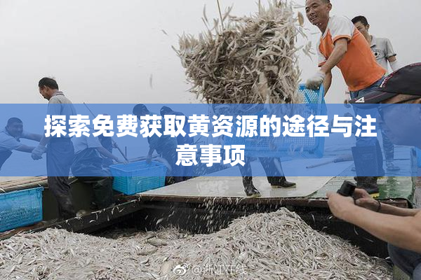 探索免费获取黄资源的途径与注意事项