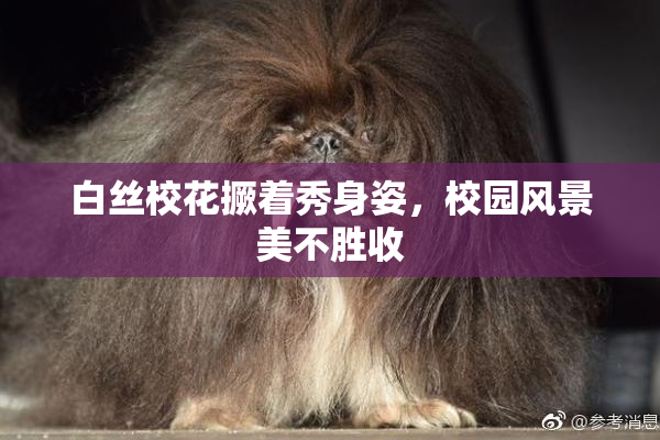 白丝校花撅着秀身姿，校园风景美不胜收