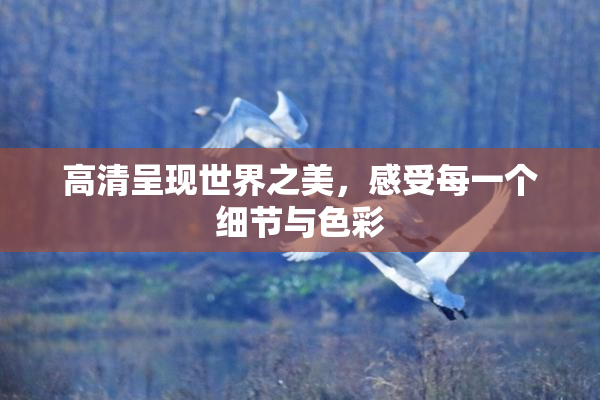 高清呈现世界之美，感受每一个细节与色彩