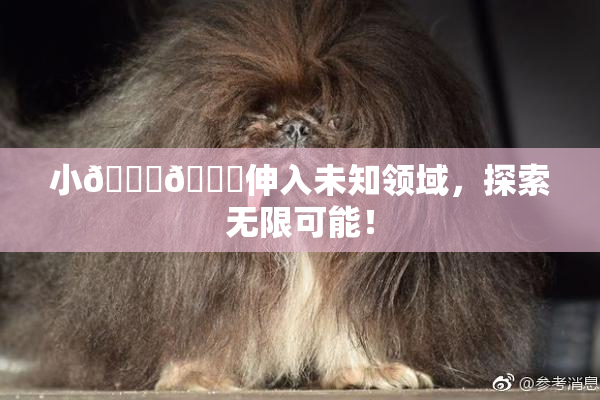 小🐔🐔伸入未知领域，探索无限可能！