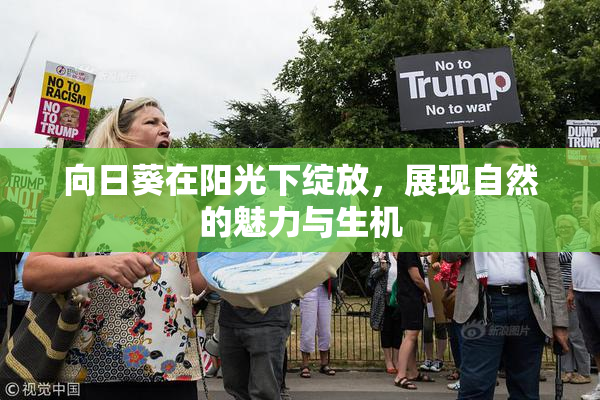 向日葵在阳光下绽放，展现自然的魅力与生机