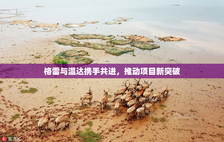 格雷与温达携手共进，推动项目新突破