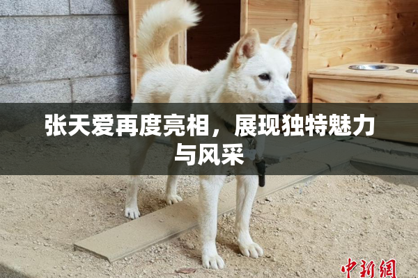 张天爱再度亮相，展现独特魅力与风采