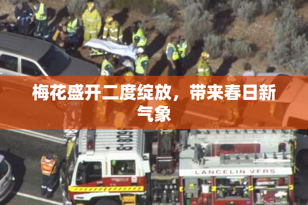 梅花盛开二度绽放，带来春日新气象