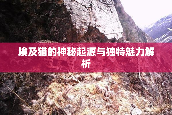 埃及猫的神秘起源与独特魅力解析