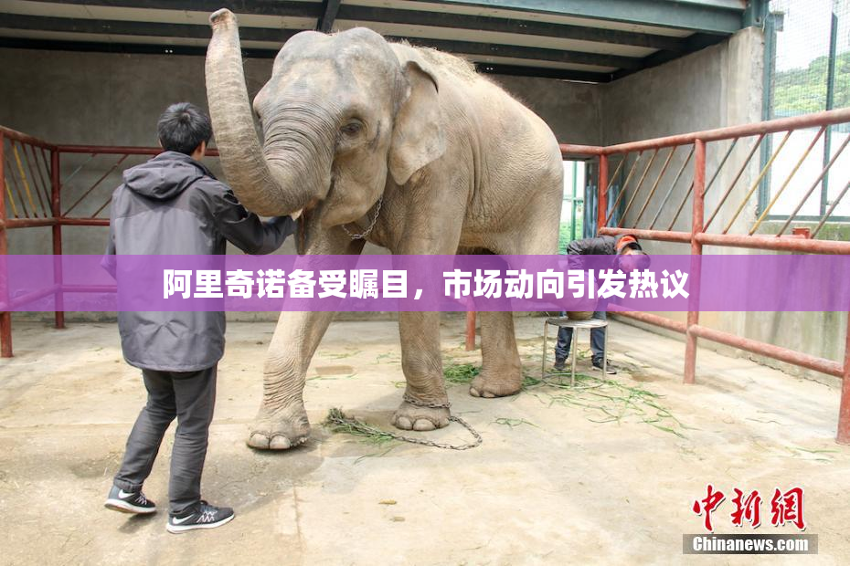 阿里奇诺备受瞩目，市场动向引发热议
