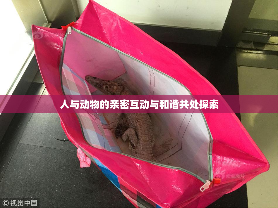 人与动物的亲密互动与和谐共处探索