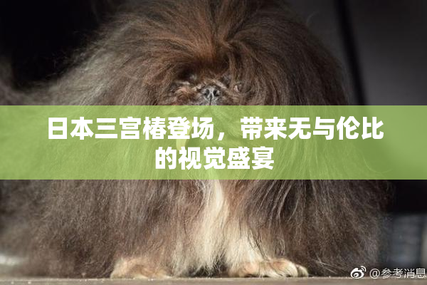 日本三宫椿登场，带来无与伦比的视觉盛宴