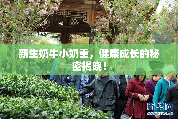 新生奶牛小奶重，健康成长的秘密揭晓！