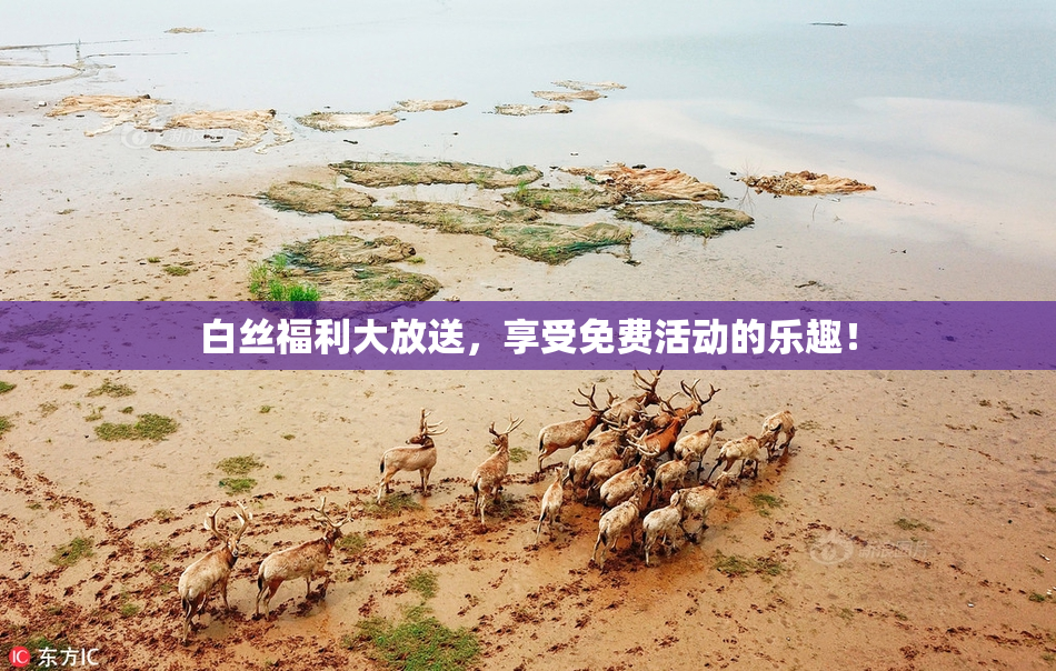 白丝福利大放送，享受免费活动的乐趣！