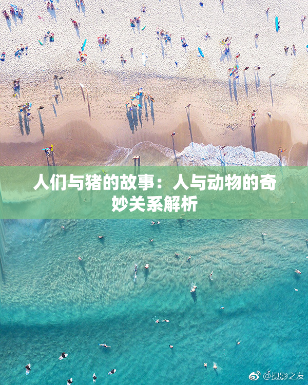 人们与猪的故事：人与动物的奇妙关系解析