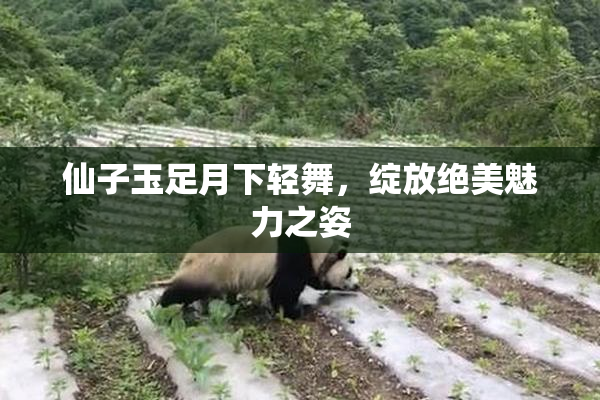 仙子玉足月下轻舞，绽放绝美魅力之姿