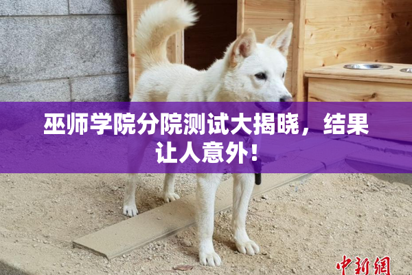 巫师学院分院测试大揭晓，结果让人意外！