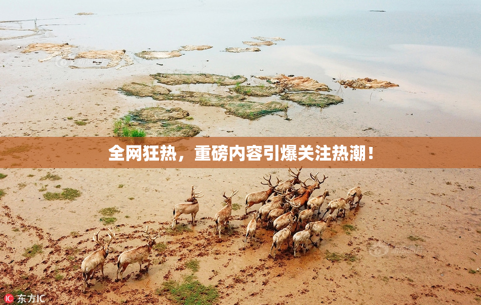 全网狂热，重磅内容引爆关注热潮！