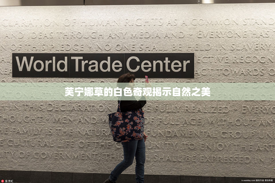 芙宁娜草的白色奇观揭示自然之美