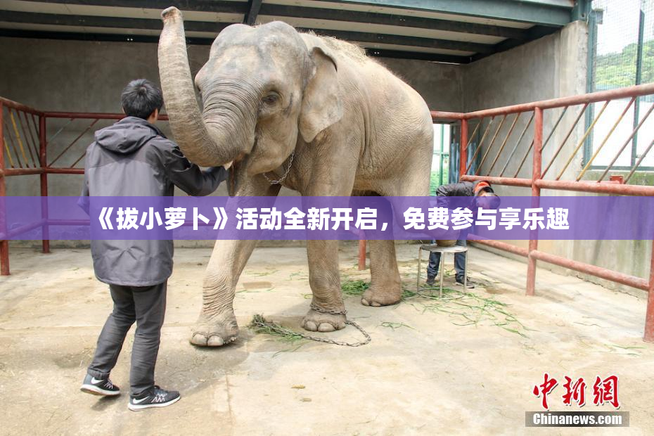 《拔小萝卜》活动全新开启，免费参与享乐趣