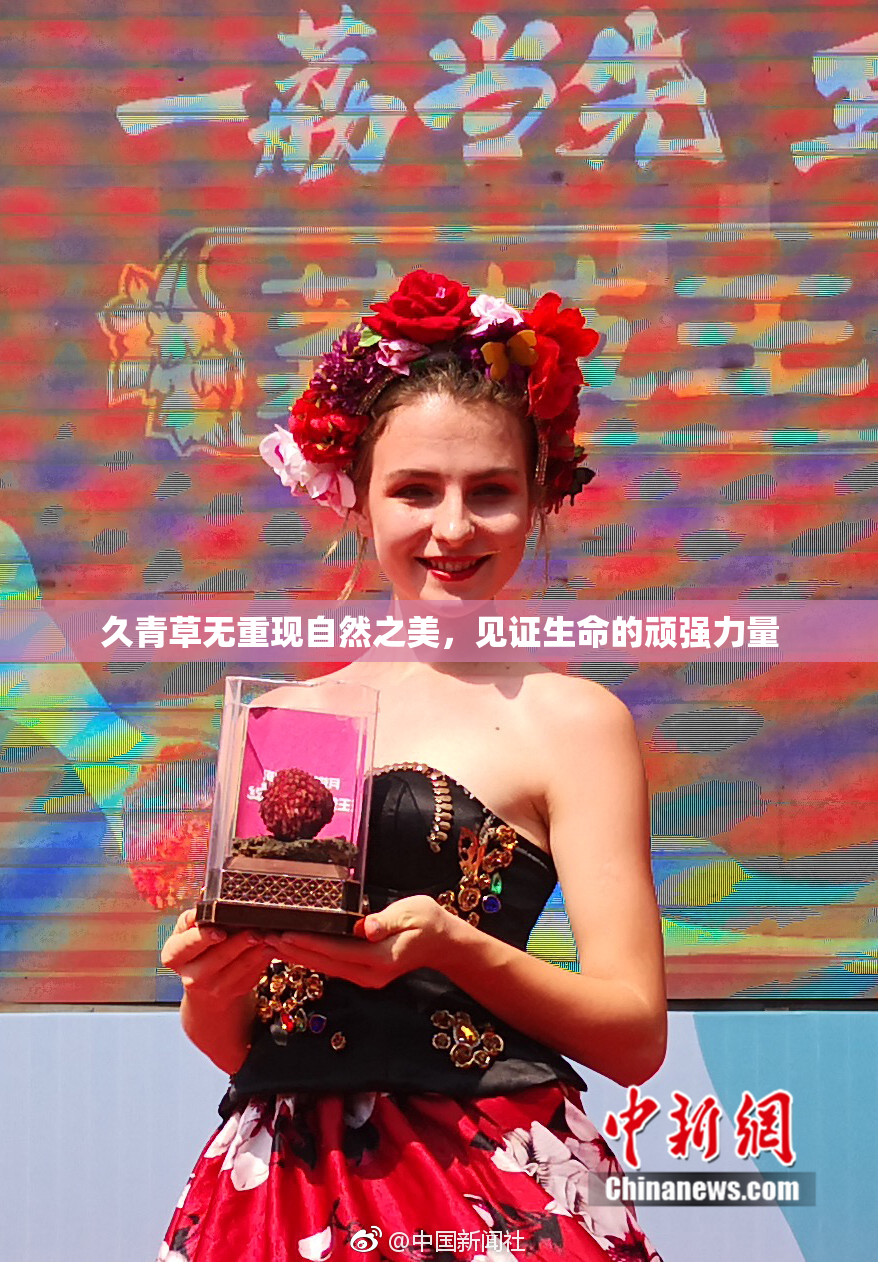 久青草无重现自然之美，见证生命的顽强力量