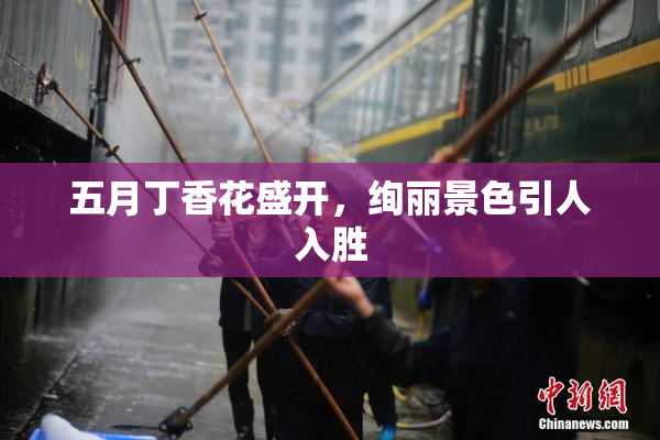 五月丁香花盛开，绚丽景色引人入胜