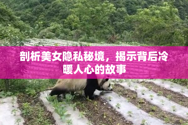 剖析美女隐私秘境，揭示背后冷暖人心的故事