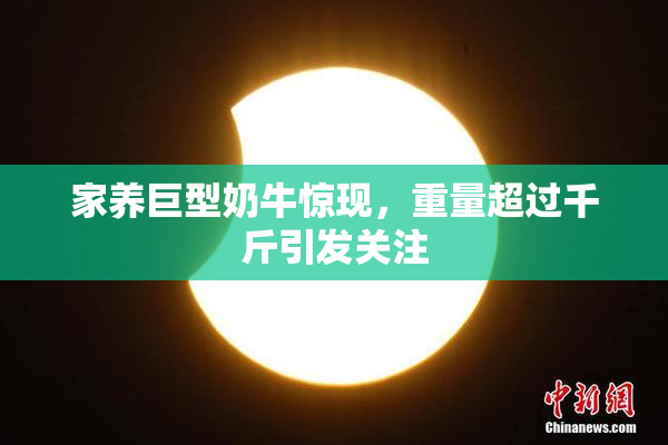 家养巨型奶牛惊现，重量超过千斤引发关注