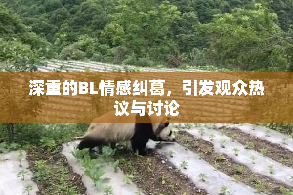 深重的BL情感纠葛，引发观众热议与讨论