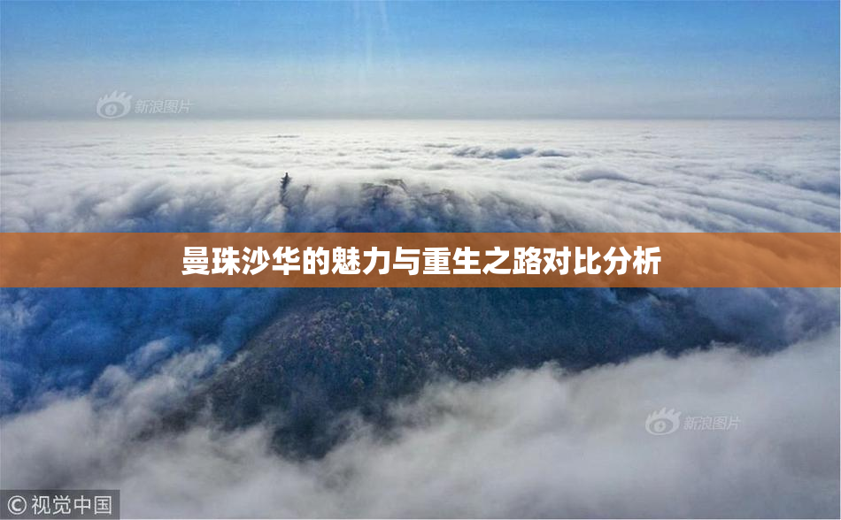 曼珠沙华的魅力与重生之路对比分析
