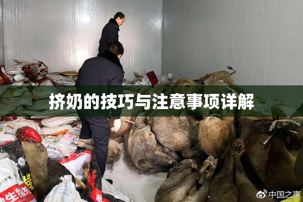 挤奶的技巧与注意事项详解