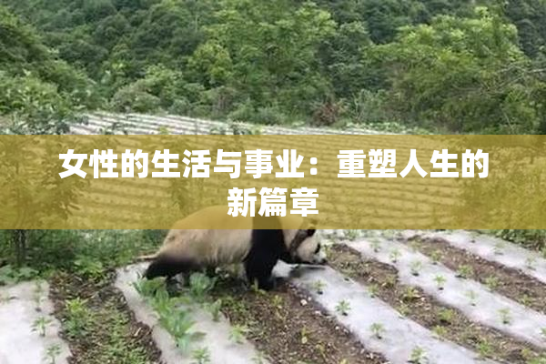 女性的生活与事业：重塑人生的新篇章