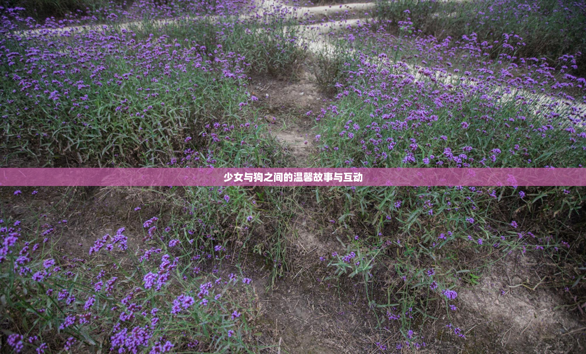少女与狗之间的温馨故事与互动