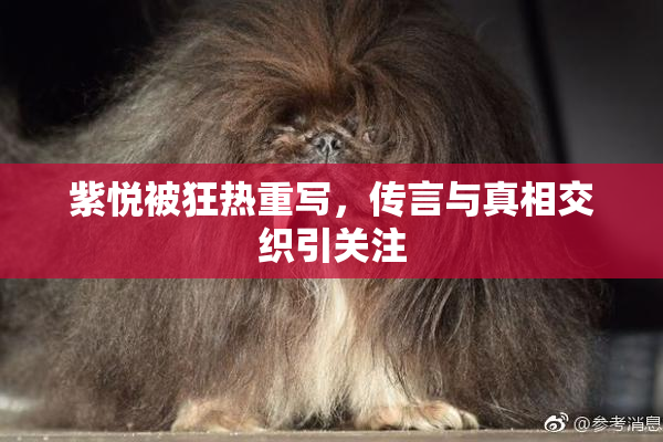 紫悦被狂热重写，传言与真相交织引关注