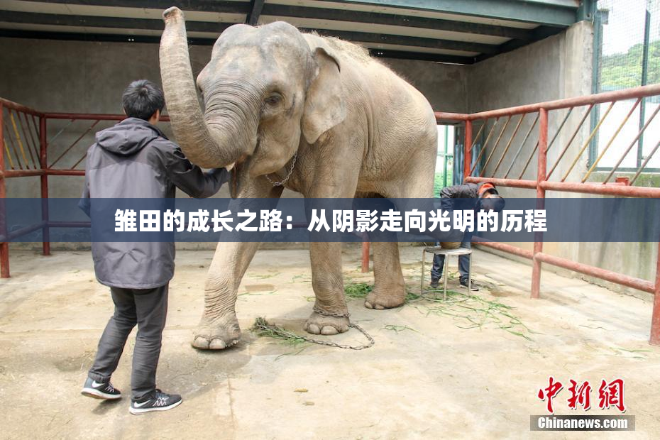 雏田的成长之路：从阴影走向光明的历程