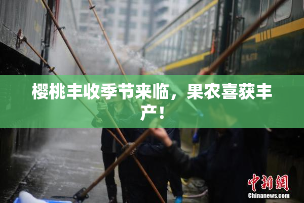 樱桃丰收季节来临，果农喜获丰产！