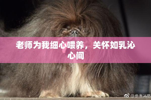 老师为我细心喂养，关怀如乳沁心间