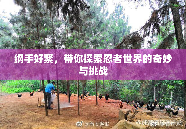 纲手好紧，带你探索忍者世界的奇妙与挑战