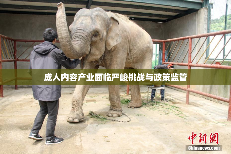 成人内容产业面临严峻挑战与政策监管