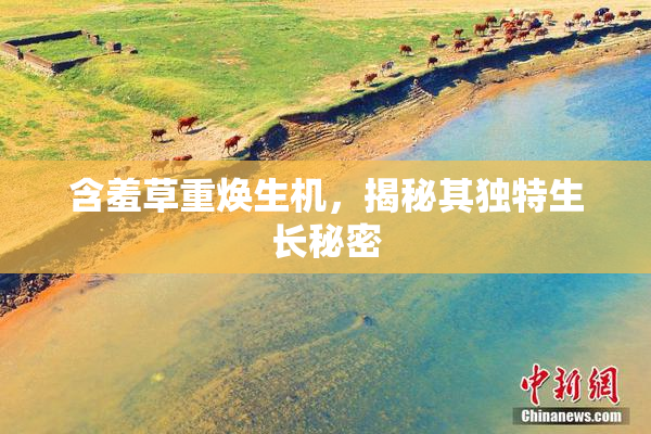 含羞草重焕生机，揭秘其独特生长秘密