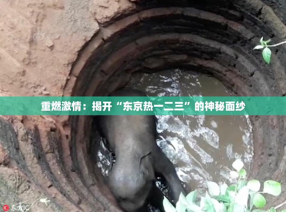 重燃激情：揭开“东京热一二三”的神秘面纱