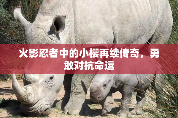 火影忍者中的小樱再续传奇，勇敢对抗命运