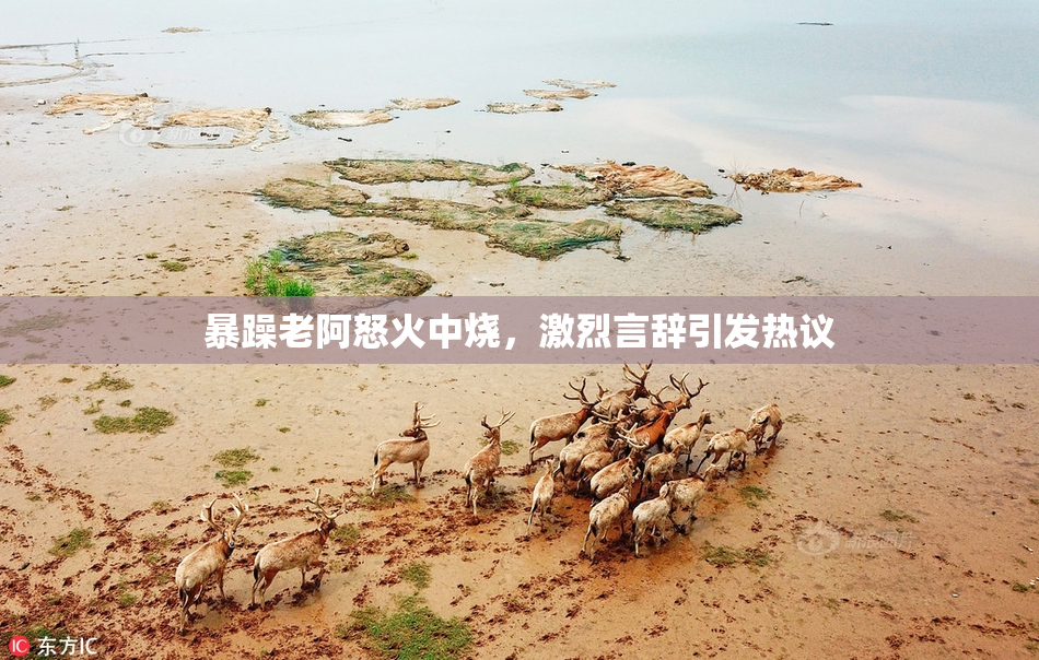 暴躁老阿怒火中烧，激烈言辞引发热议
