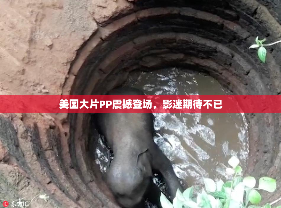 美国大片PP震撼登场，影迷期待不已