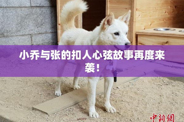 小乔与张的扣人心弦故事再度来袭！