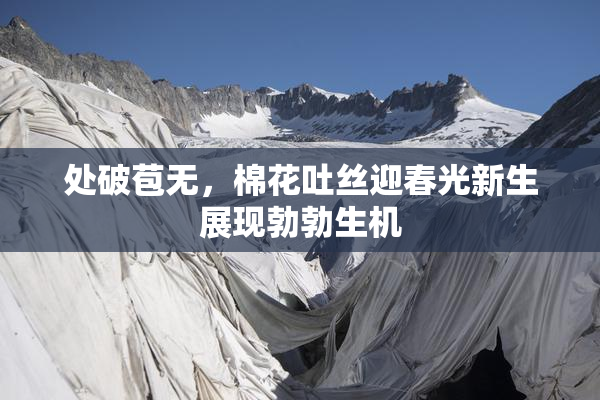 处破苞无，棉花吐丝迎春光新生展现勃勃生机